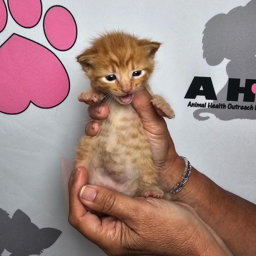 Enlarge Copy, a Adoptable mixed breed in Milton, FL image 2/2