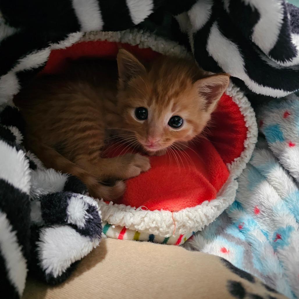 Enlarge Copy, a Adoptable mixed breed in Milton, FL image 4/6