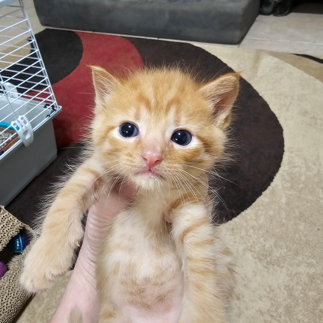 Enlarge Copy, a Adoptable mixed breed in Milton, FL image 5/6