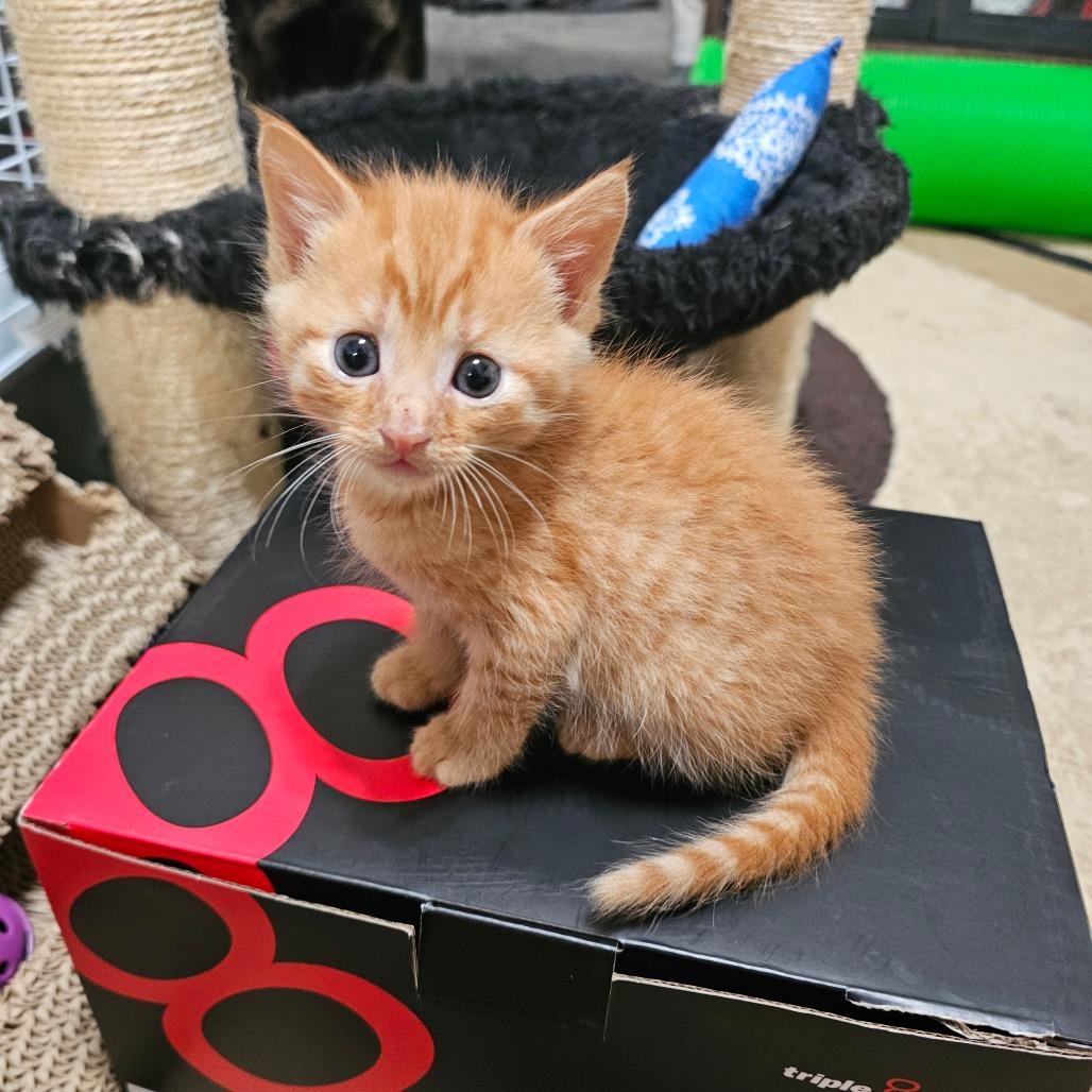 Enlarge Copy, a Adoptable mixed breed in Milton, FL image 6/6