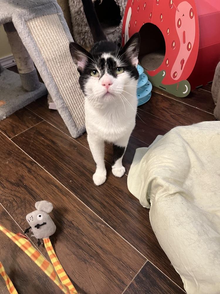 Domino, Adoptable, Adult Male Domestic Short Hair.