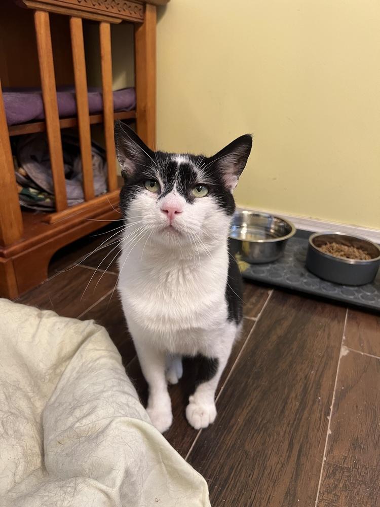 Enlarge Domino, a Adoptable mixed breed in West Mifflin, PA image 2/3