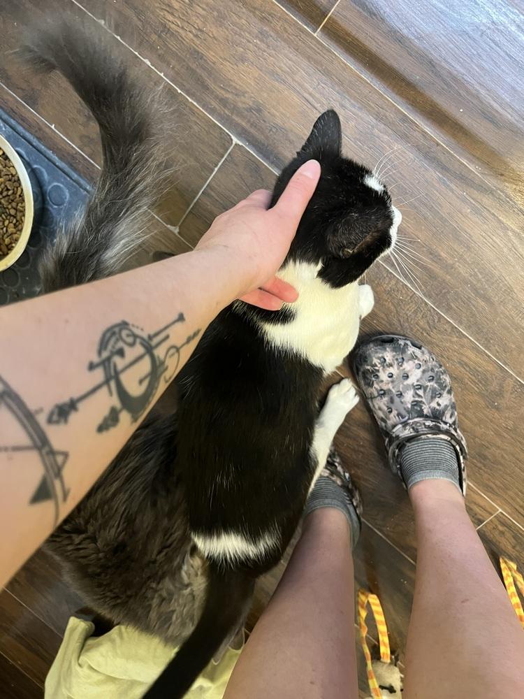 Enlarge Domino, a Adoptable mixed breed in West Mifflin, PA image 3/3