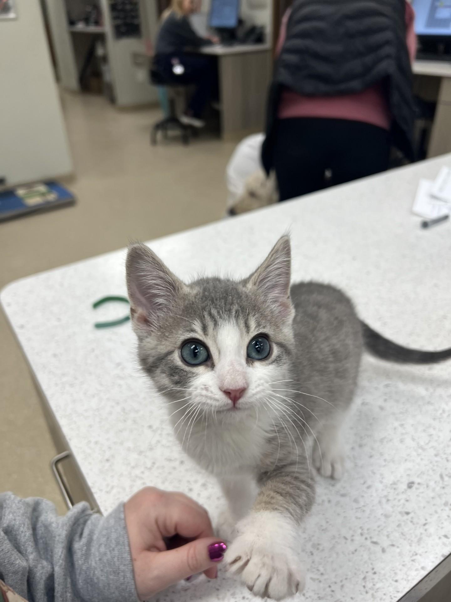 Enlarge Mordecai, a ADOPTABLE Domestic Short Hair in Yorkville, IL image 2/4