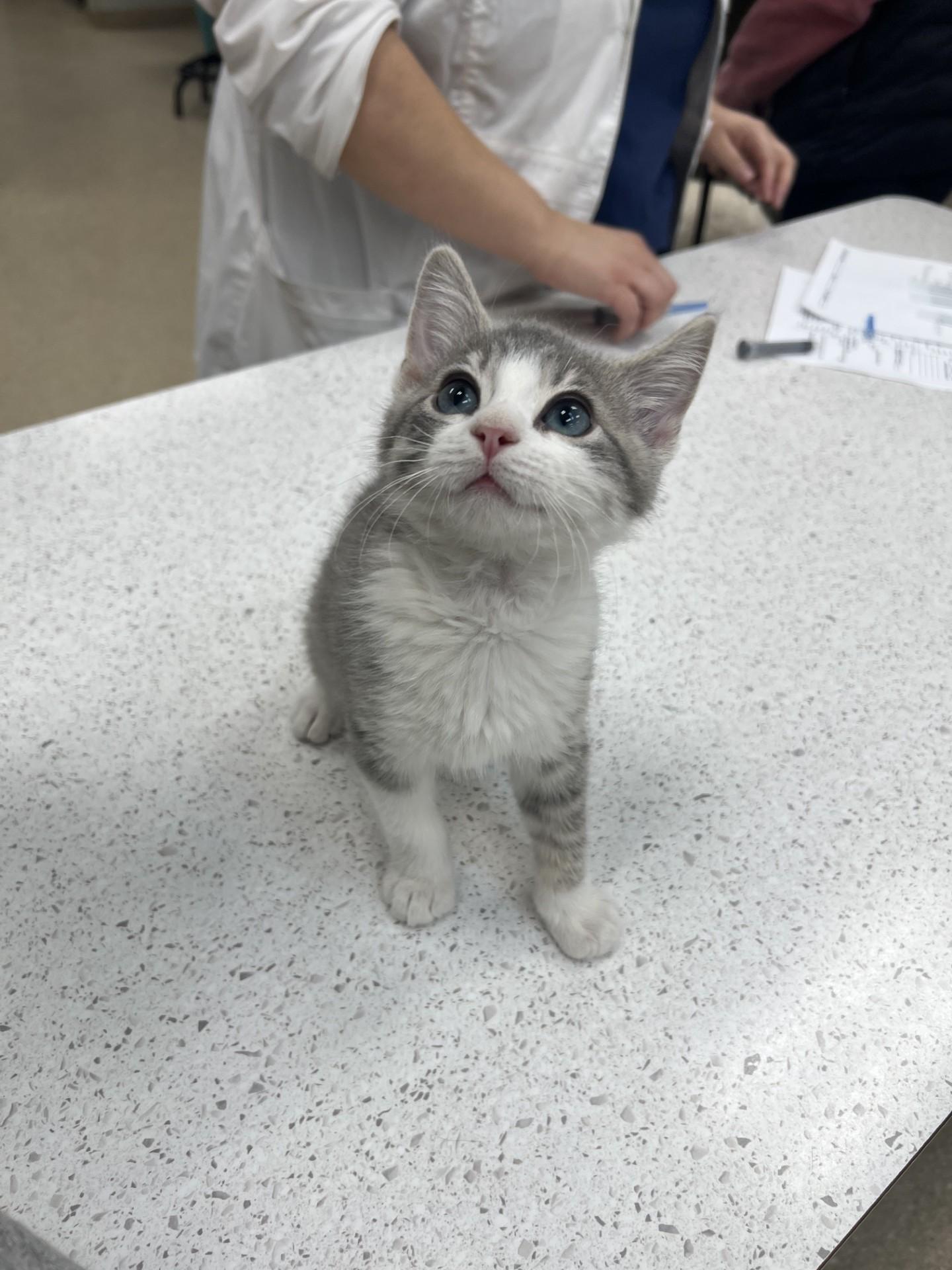 Mordecai, ADOPTABLE, Kitten Male Domestic Short Hair.