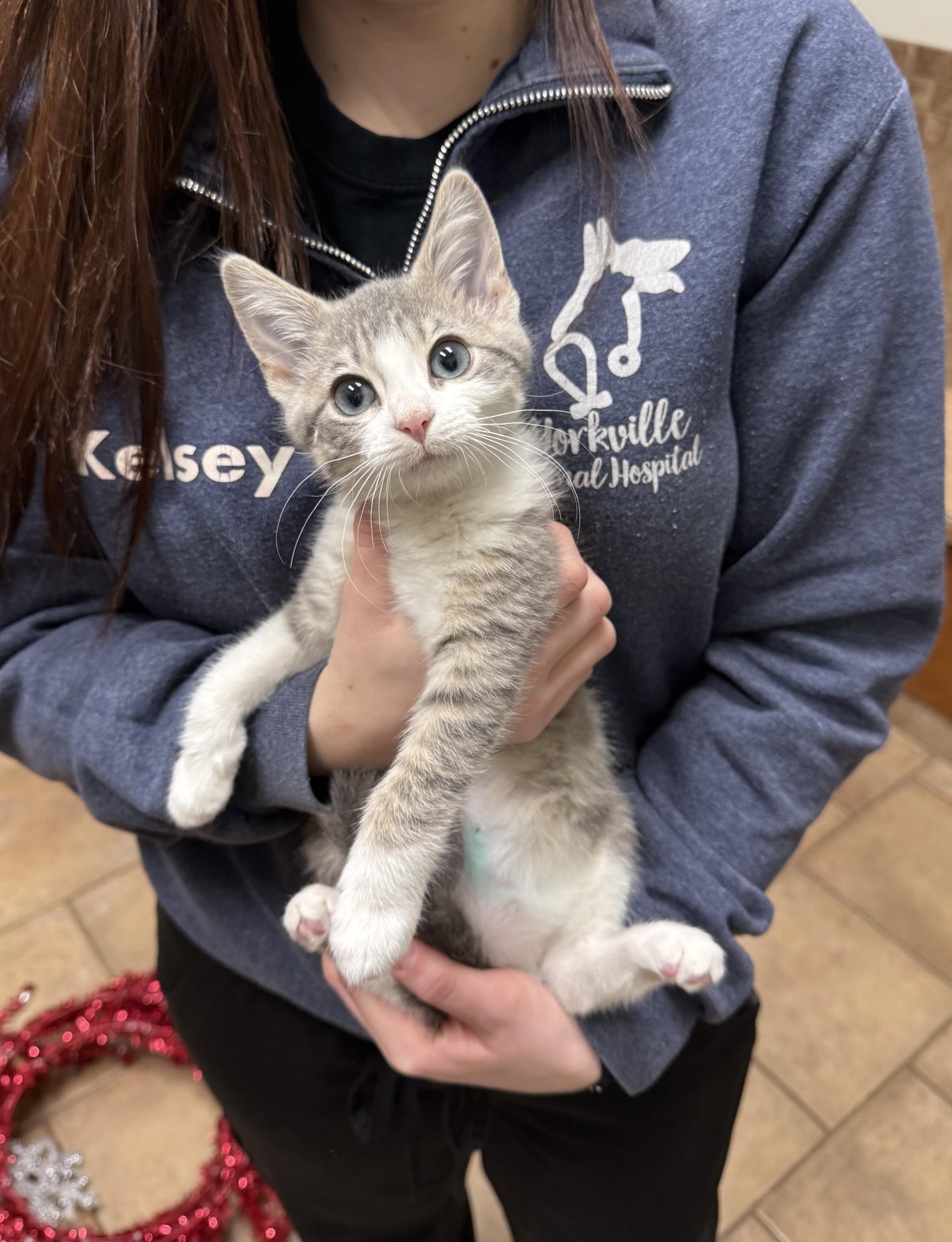 Enlarge Mordecai, a ADOPTABLE Domestic Short Hair in Yorkville, IL image 3/4