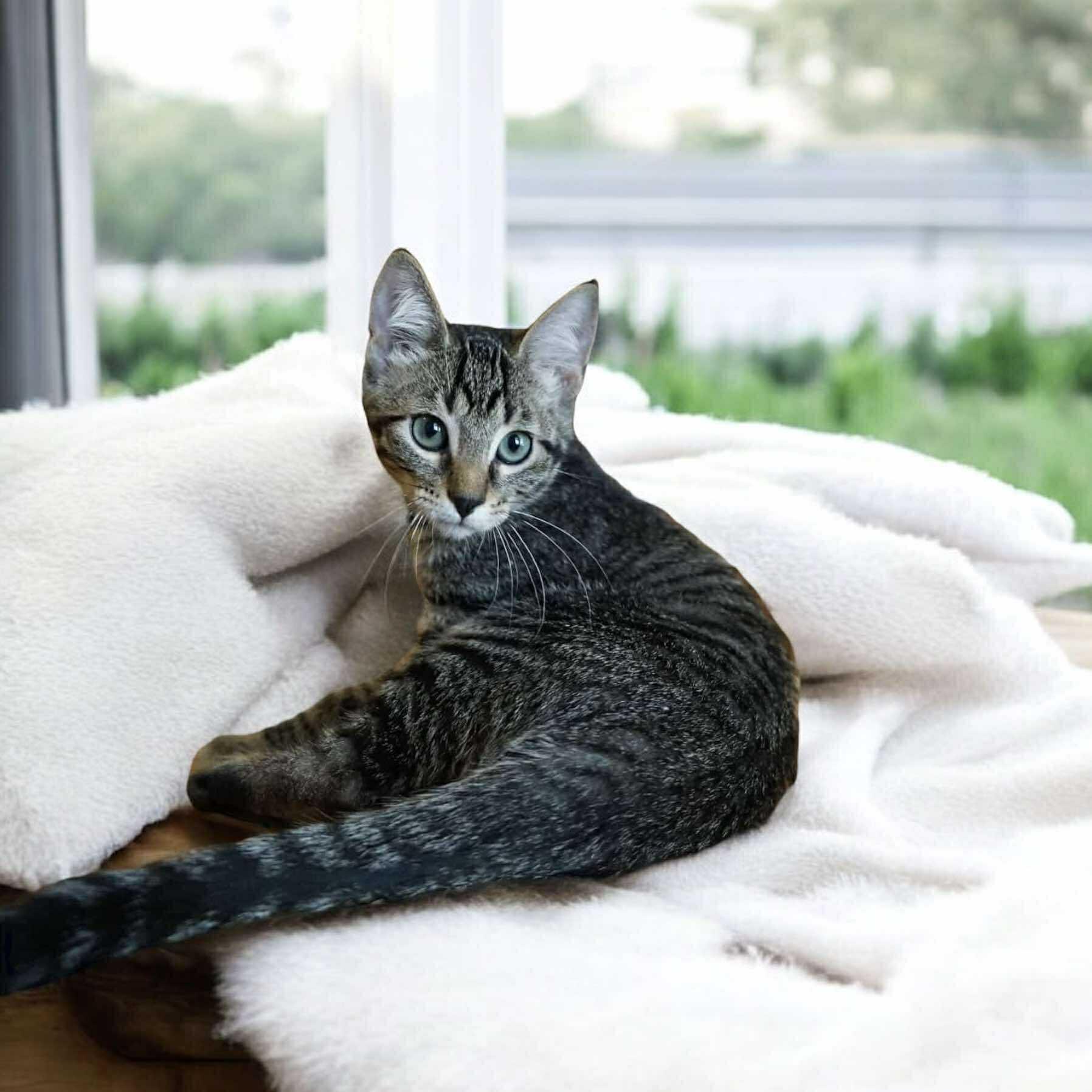 Pretzel