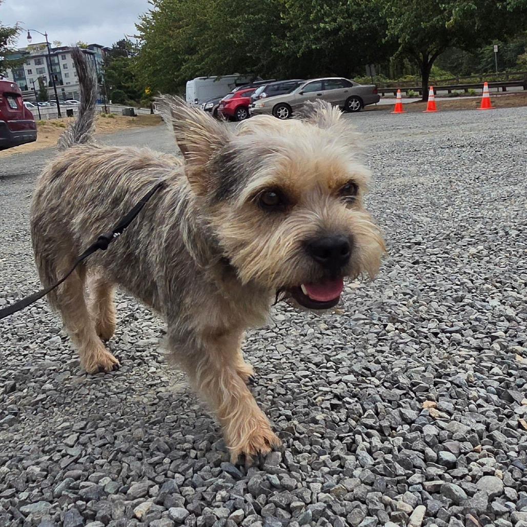 Enlarge Brazzos (fka Bosco), a Adoptable Terrier in Redmond, WA image 1/6