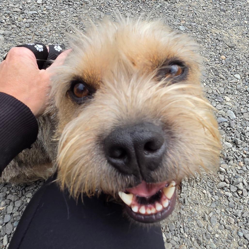 Enlarge Brazzos (fka Bosco), a Adoptable Terrier in Redmond, WA image 2/6