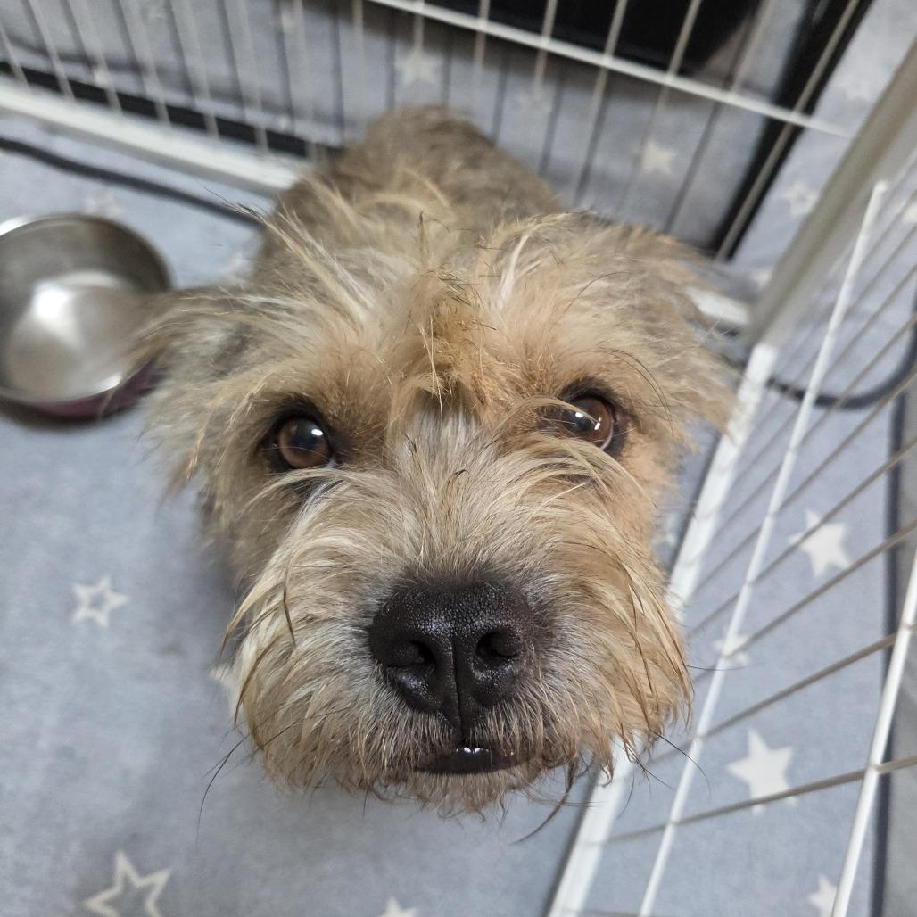 Enlarge Brazzos (fka Bosco), a Adoptable Terrier in Redmond, WA image 3/6