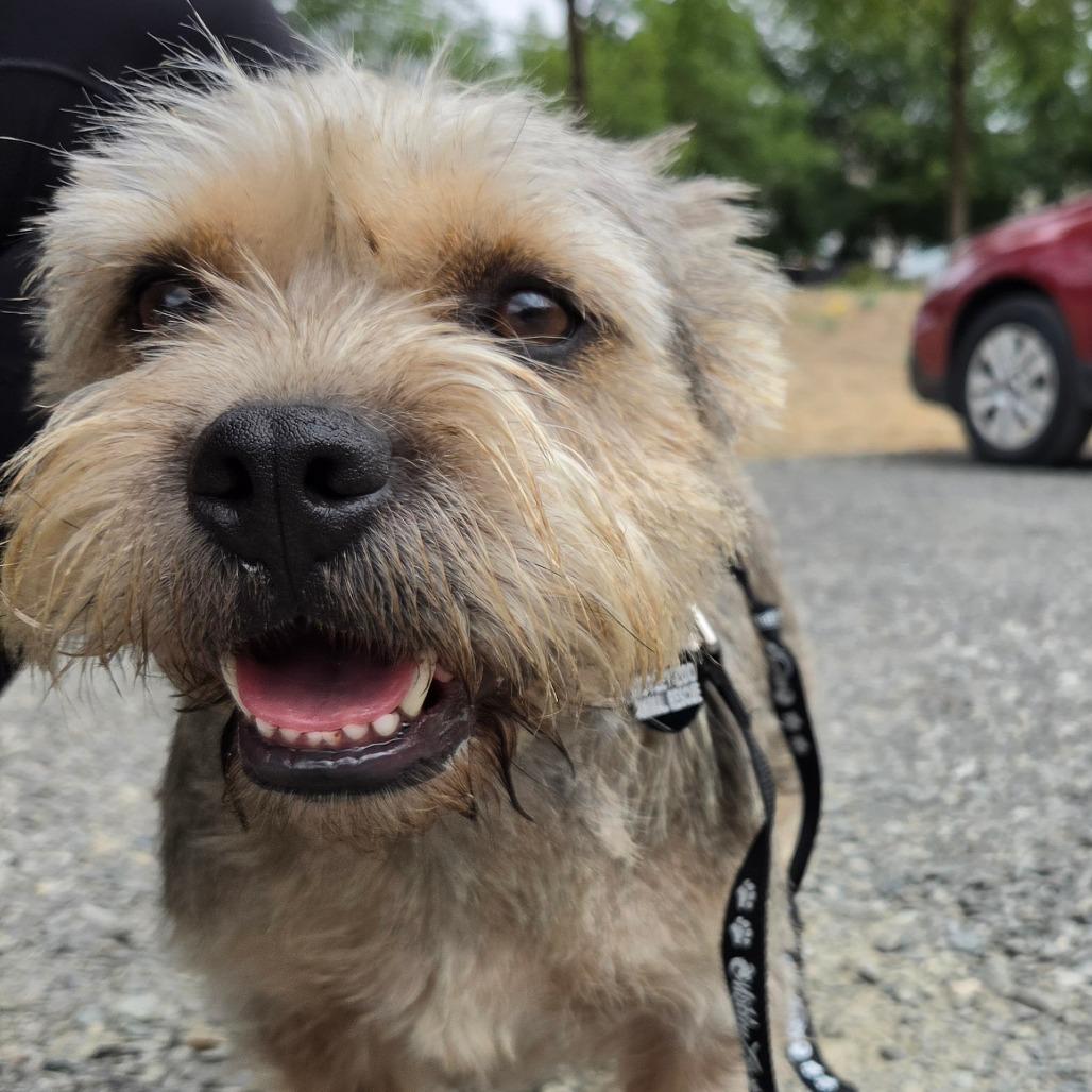 Enlarge Brazzos (fka Bosco), a Adoptable Terrier in Redmond, WA image 4/6