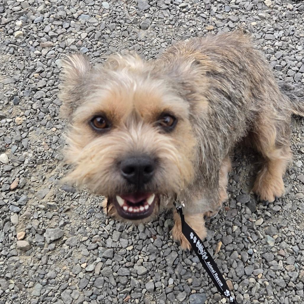 Enlarge Brazzos (fka Bosco), a Adoptable Terrier in Redmond, WA image 5/6
