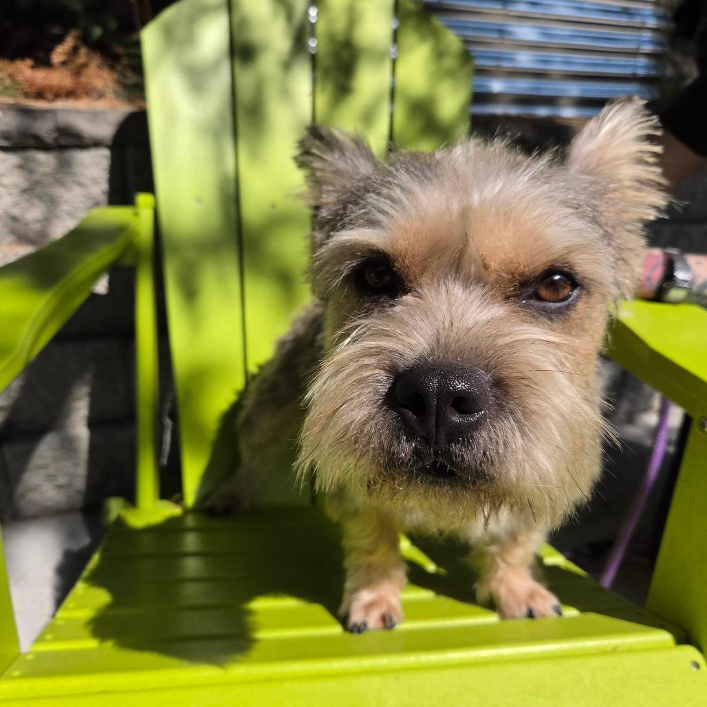 Enlarge Brazzos (fka Bosco), a Adoptable Terrier in Redmond, WA image 6/6