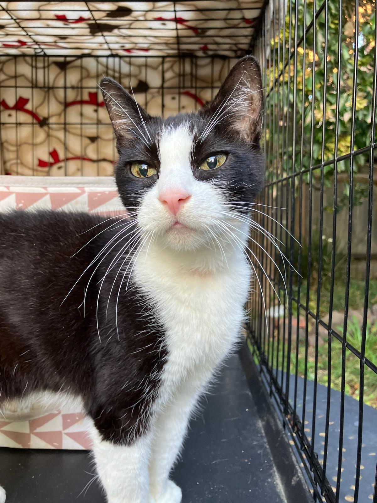 Enlarge Lacy, a ADOPTABLE Domestic Short Hair in Oakland, CA image 3/3