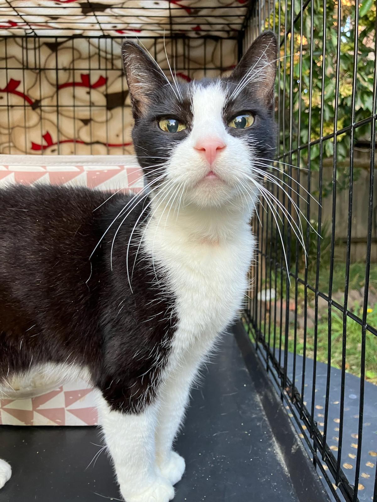 Lacy, ADOPTABLE, Adult Female Domestic Short Hair.