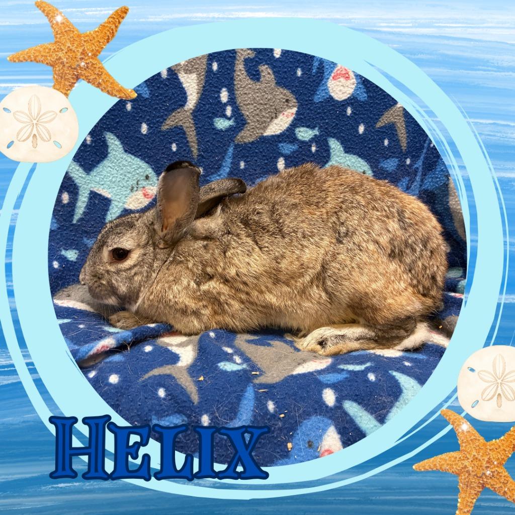 Helix, Adoptable, Young Male Bunny Rabbit.