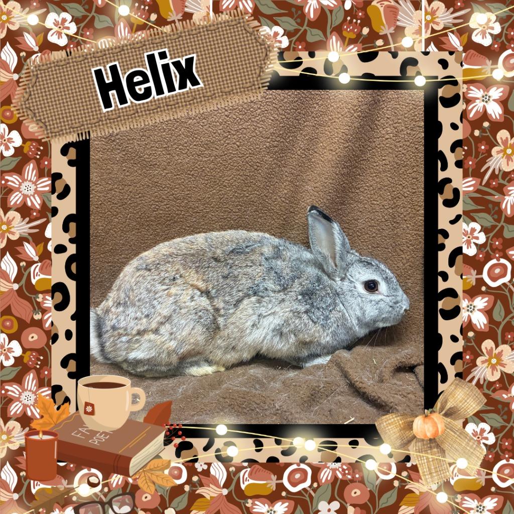 Enlarge Helix, a Adoptable Bunny Rabbit in Elizabethtown, KY image 2/2