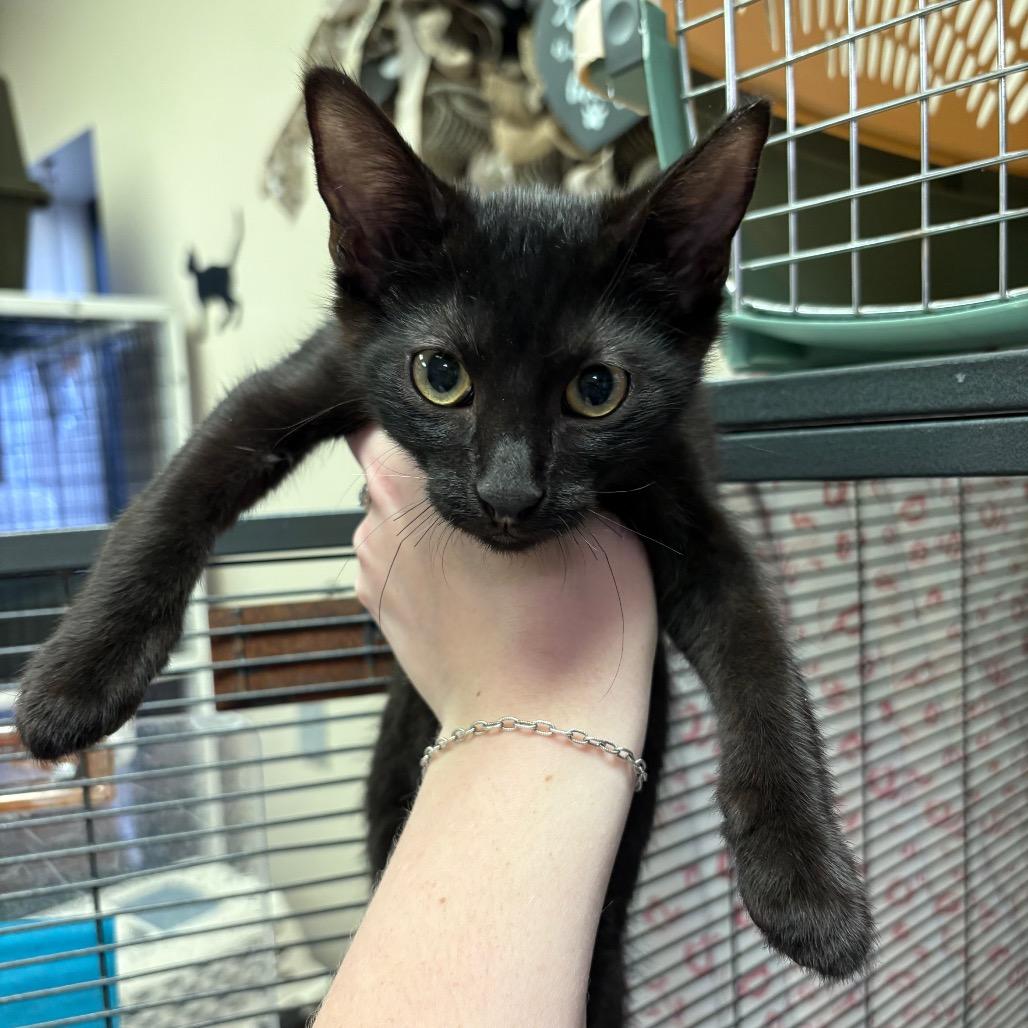 Enlarge Forest, a Adoptable Domestic Short Hair in Norfolk, NE image 1/1