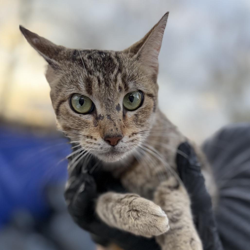 Enlarge Quarter, a Adoptable Domestic Short Hair in Lucedale, MS image 1/1