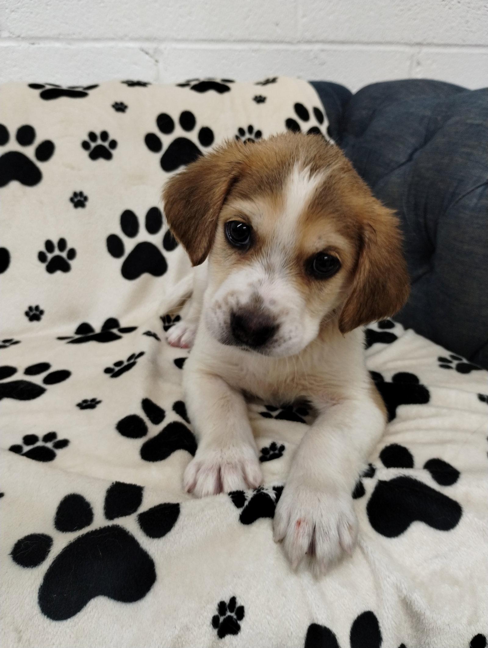 Kaesyn, a Adopted Beagle in York, SC image 1/3
