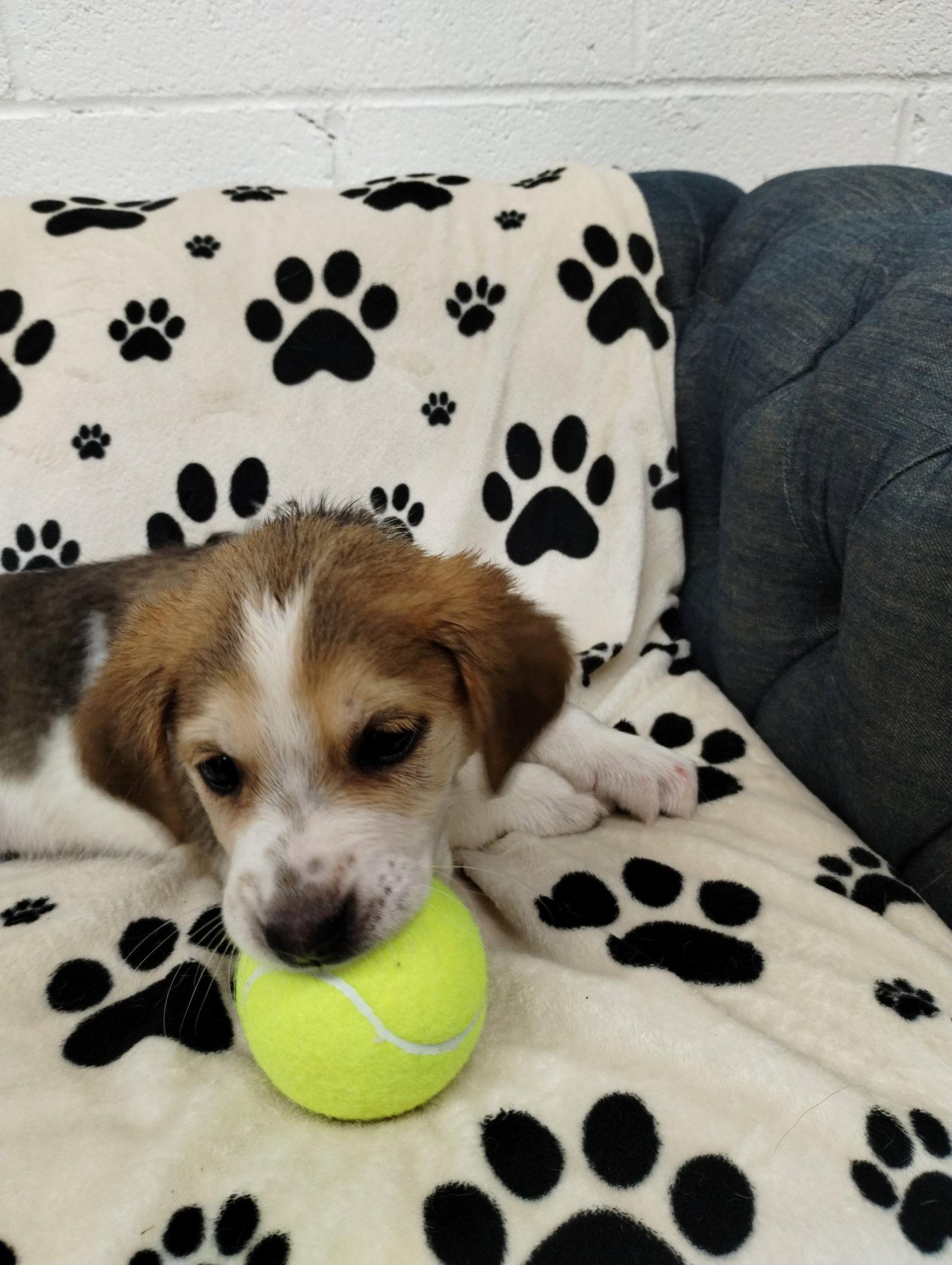 Kaesyn, a Adopted Beagle in York, SC image 2/3