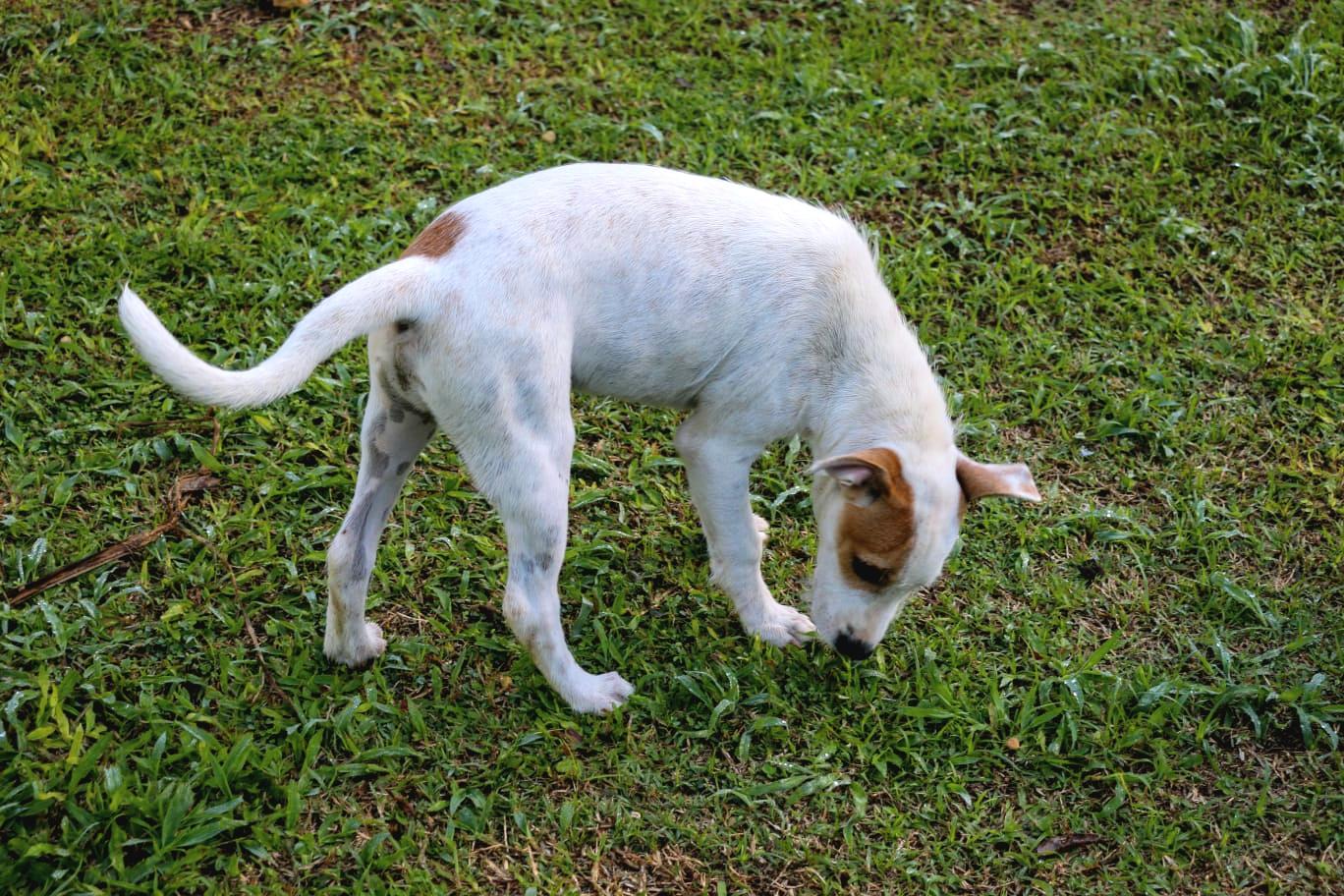 Parche "absolutely Loveable!" thumbnail 4