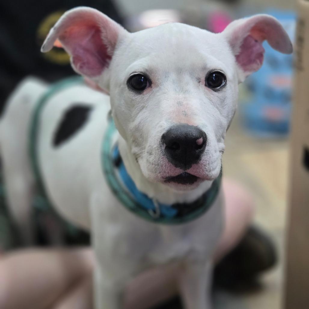 Chang'e, Adoptable, Puppy Female Mixed Breed.