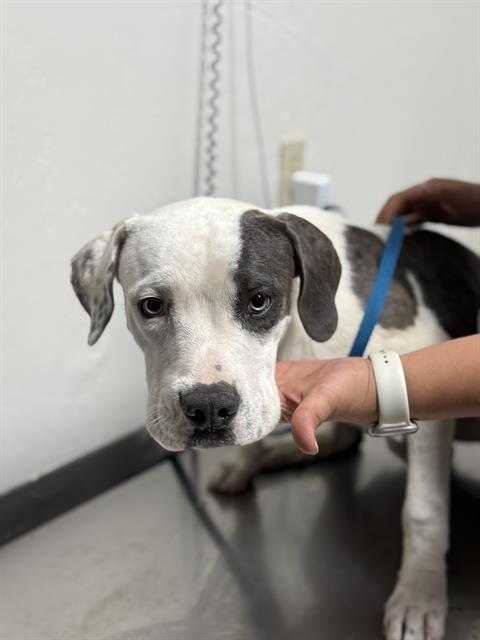 CHANCE, Adoptable, Young Male Pit Bull Terrier.