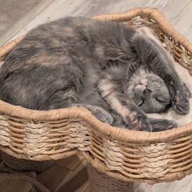 Wisp - Home to Home, a Adoptable Domestic Short Hair in South Elgin, IL image 1/2