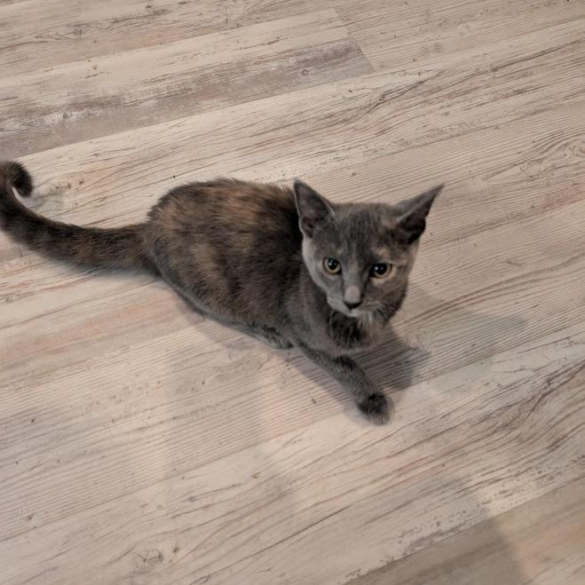 Wisp - Home to Home, a Adoptable Domestic Short Hair in South Elgin, IL image 2/2