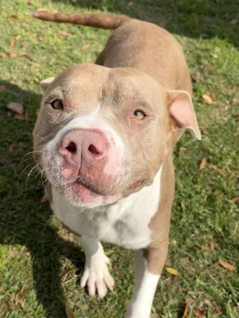 SARAH, Adoptable, Adult Female American Bulldog.