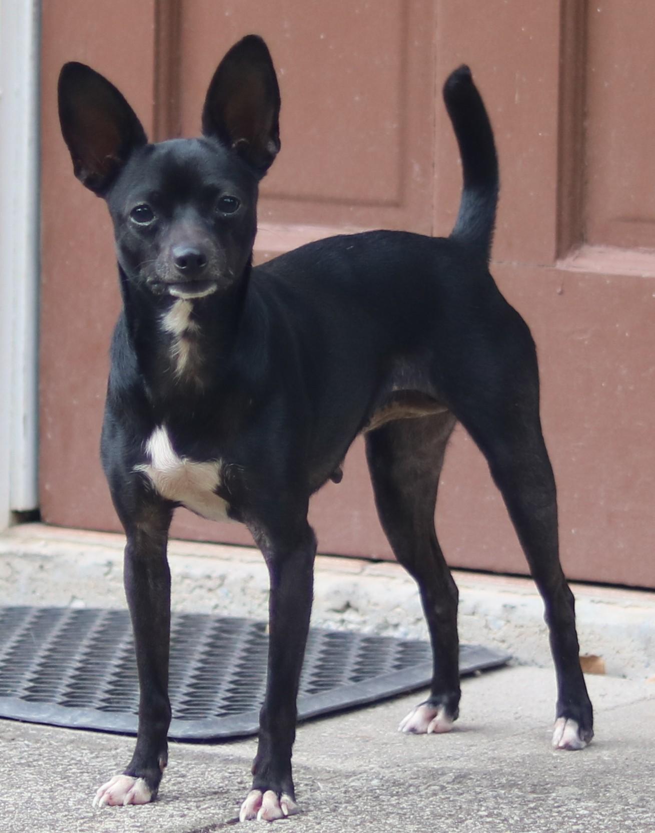 Enlarge Laverne, a Adoptable mixed breed in Cedartown, GA image 3/4