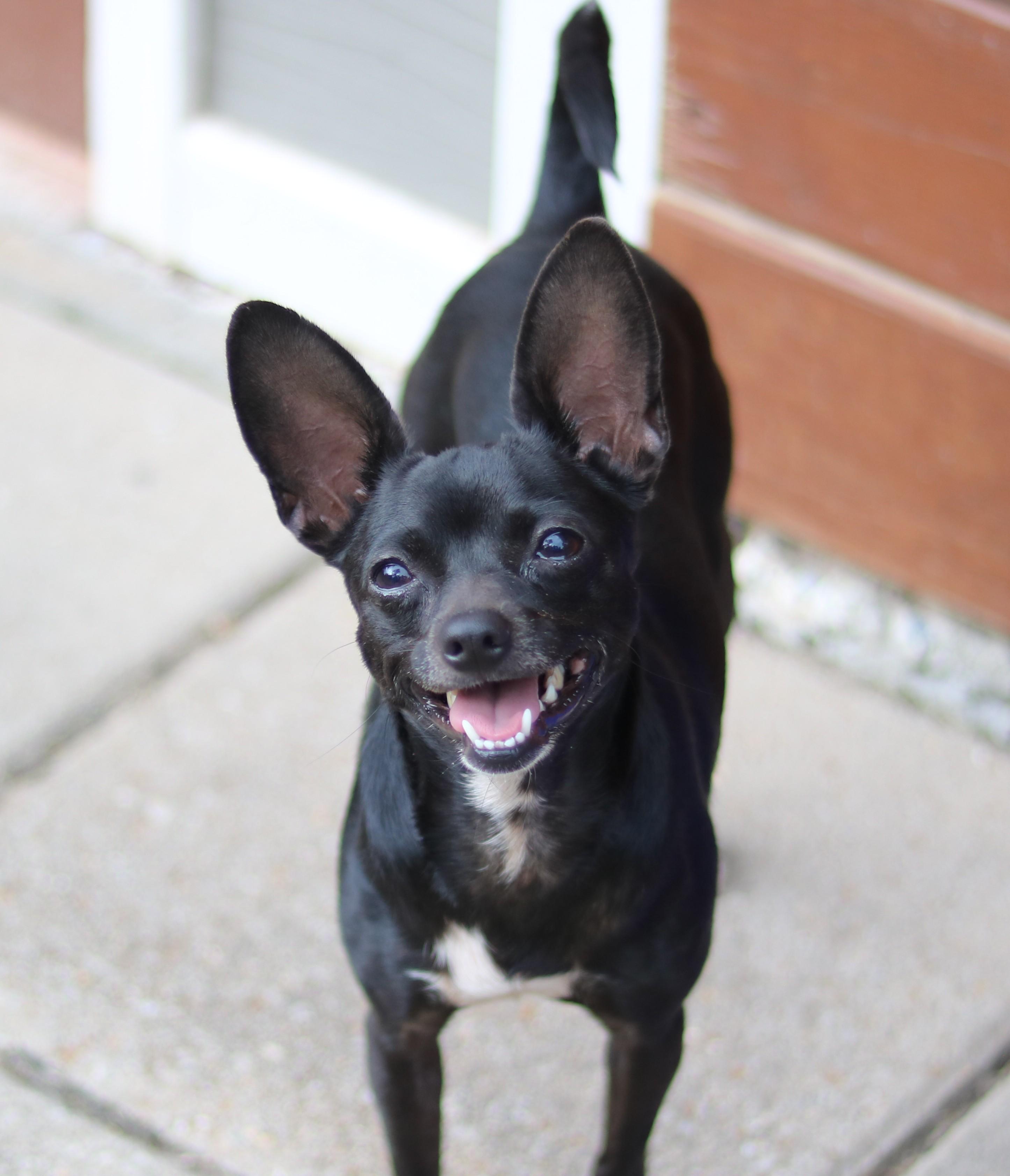 Enlarge Laverne, a Adoptable mixed breed in Cedartown, GA image 2/4
