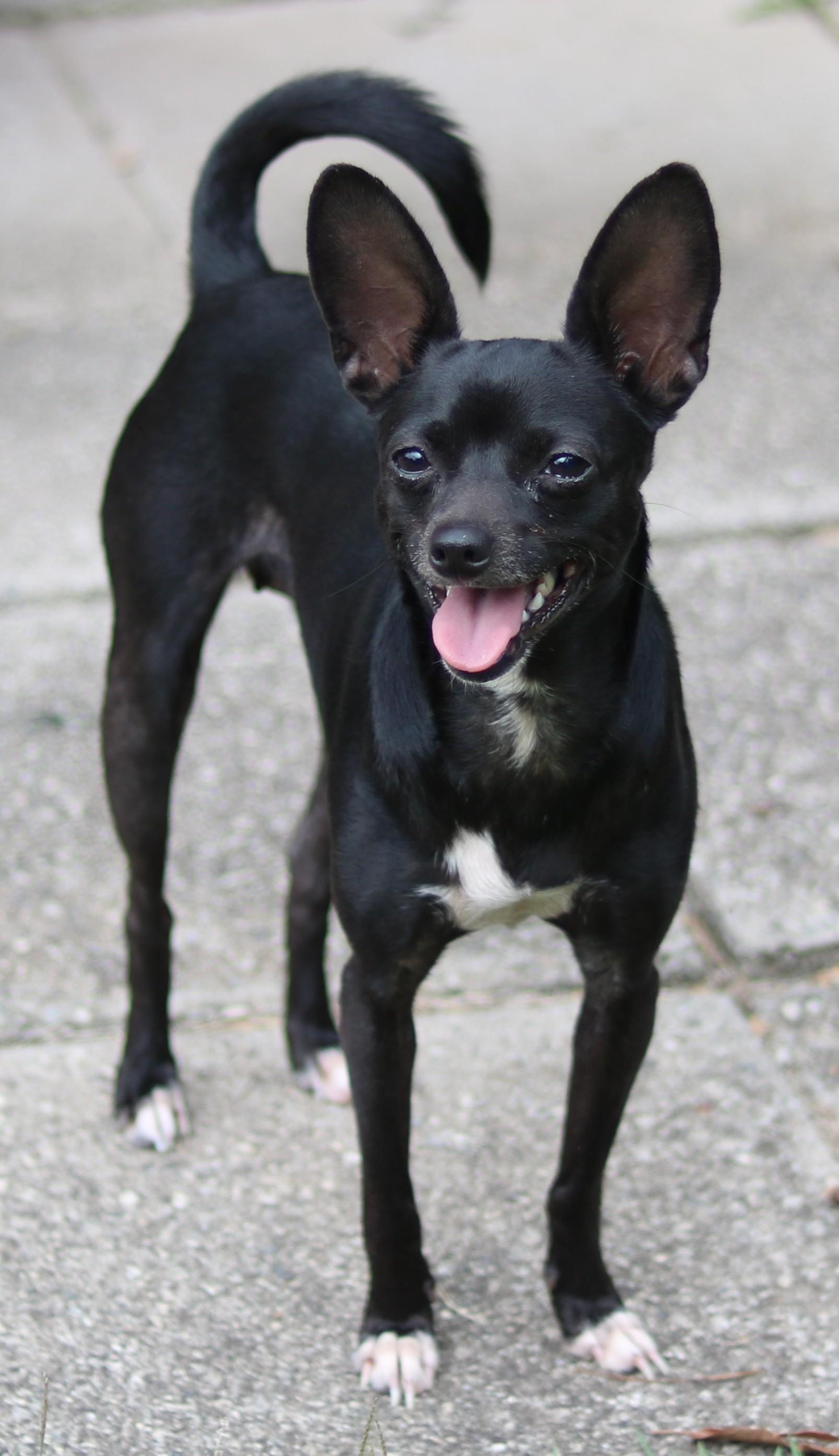 Enlarge Laverne, a Adoptable mixed breed in Cedartown, GA image 1/4