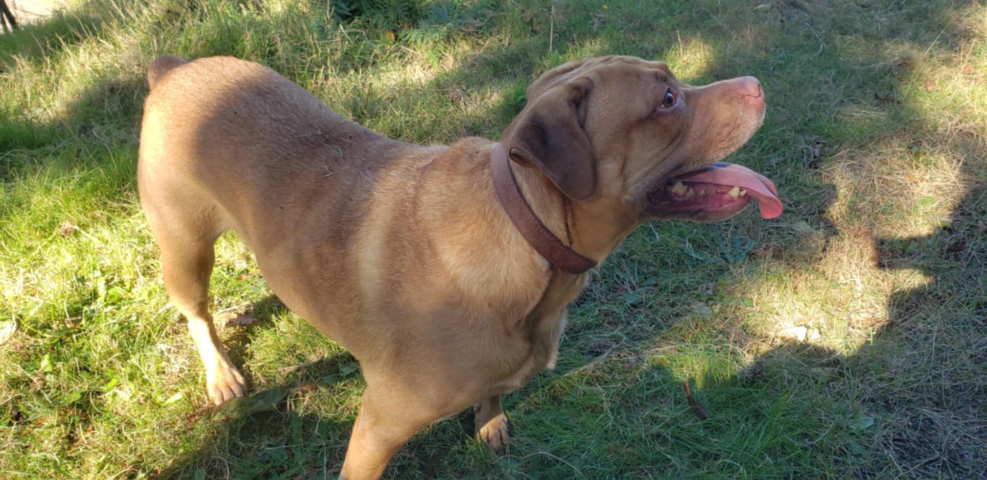 Broadway, a Adoptable mixed breed in Tillamook, OR image 2/6