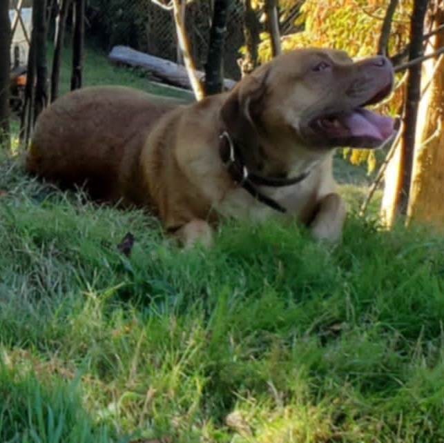 Broadway, Adult Female Bulldog