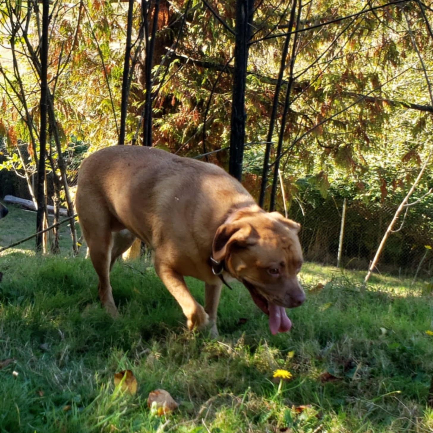 Broadway, a Adoptable mixed breed in Tillamook, OR image 3/6