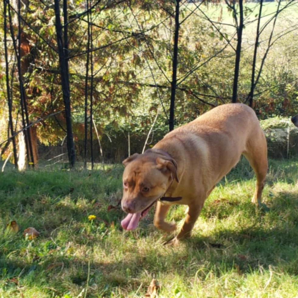 Broadway, a Adoptable mixed breed in Tillamook, OR image 4/6
