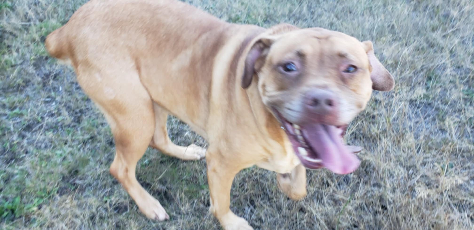 Broadway, a Adoptable mixed breed in Tillamook, OR image 5/6