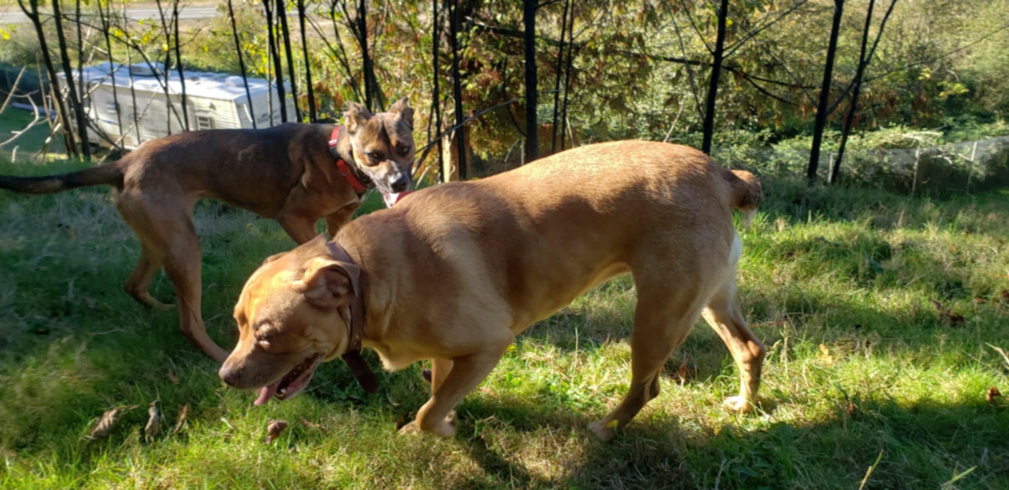 Broadway, a Adoptable mixed breed in Tillamook, OR image 6/6