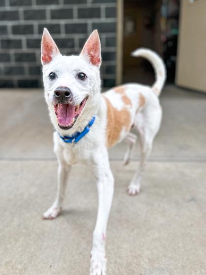Ozzy, Adoptable, Senior Male Mixed Breed & Mixed Breed.