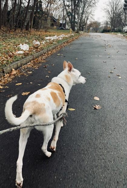 Ozzy, Adoptable, Senior Male Mixed Breed & Mixed Breed.