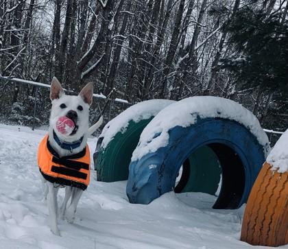 Enlarge Ozzy, a Adoptable Mixed Breed in Jamestown, NY image 3/3