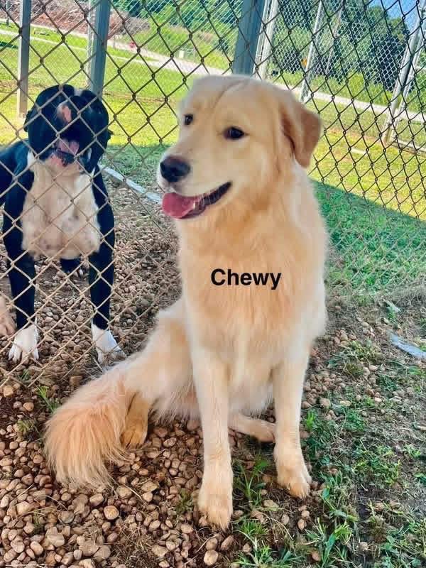 Murphy, an adopted mixed breed in Wando, SC image 3/6