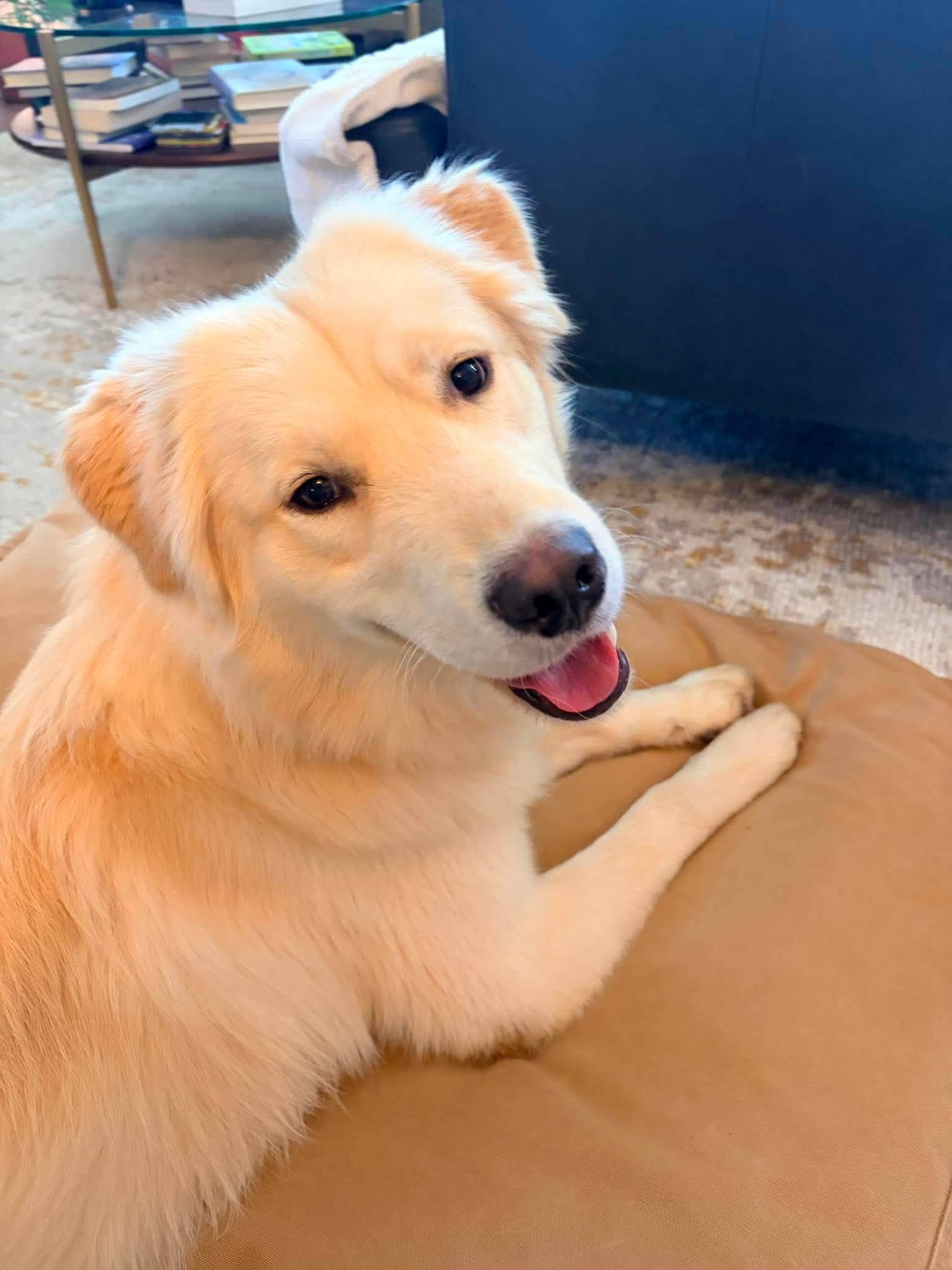 Murphy, adopted, Young Male Great Pyrenees & Labrador Retriever.