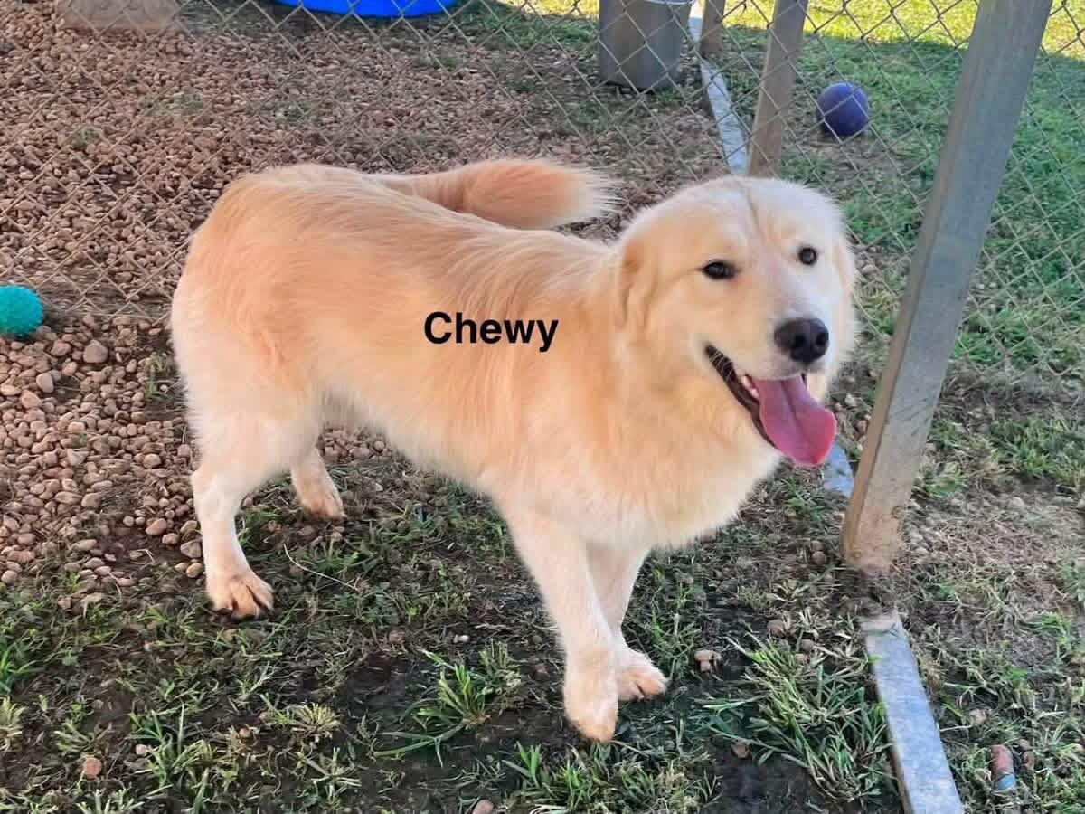 Murphy, an adopted mixed breed in Wando, SC image 5/6
