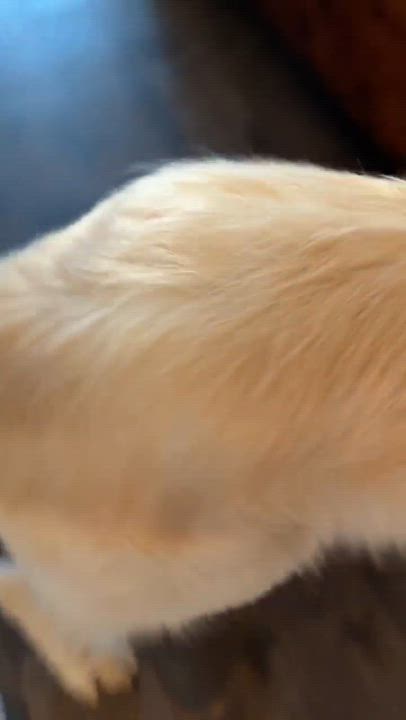Enlarge Murphy, an adopted mixed breed in Wando, SC video 2/6