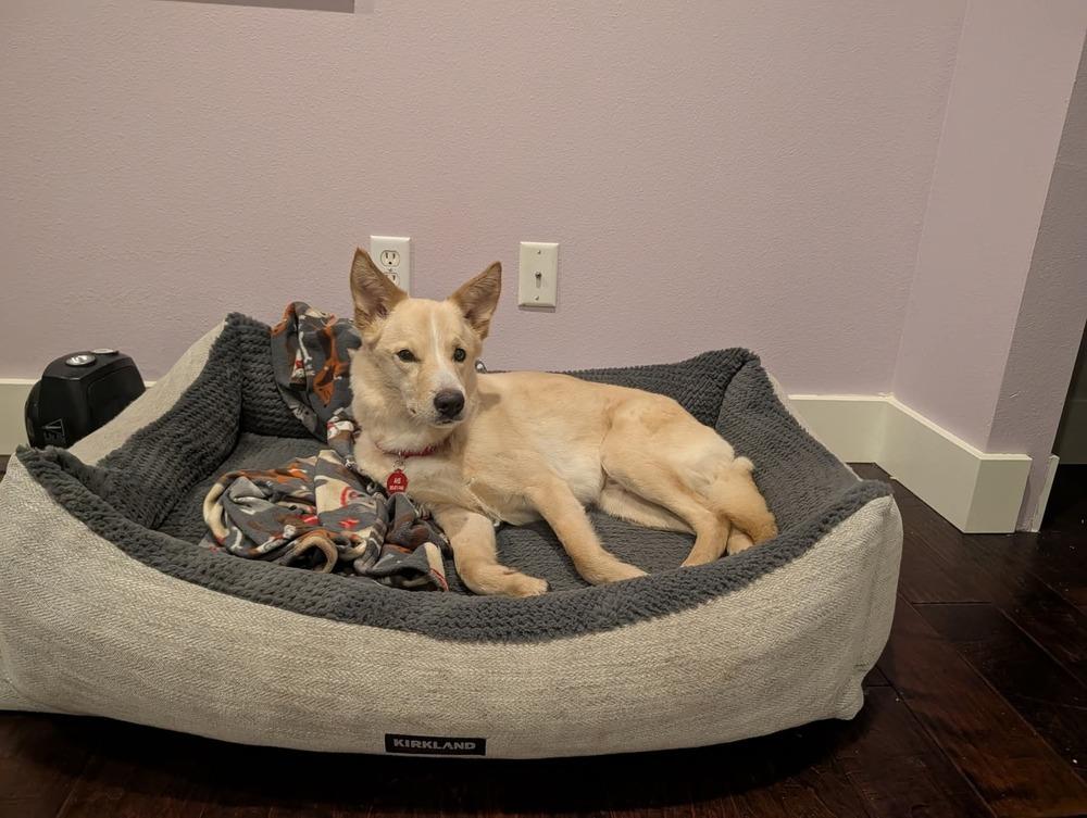 Treble, Adoptable, Adult Male German Shepherd Dog.