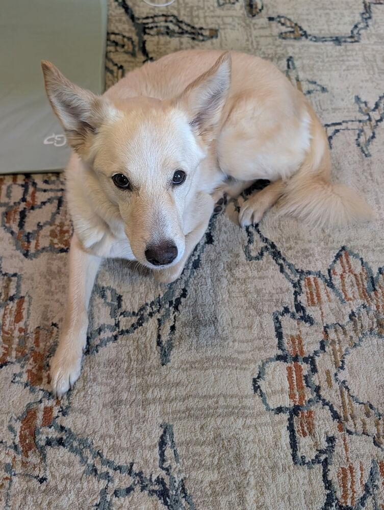 Enlarge Treble, a Adoptable mixed breed in Bellingham, WA image 2/6