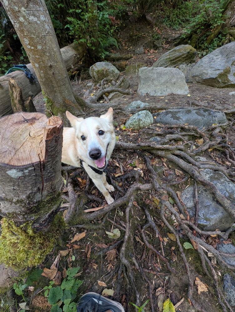 Enlarge Treble, a Adoptable mixed breed in Bellingham, WA image 3/6